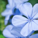 flower, blue flower, petals-6497984.jpg