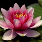 flower, water lily, pond-197197.jpg