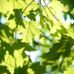 leaves, green, maple-291024.jpg