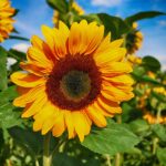 sunflower, flower, blossom-1621990.jpg