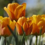 tulips, flowers, spring-7964738.jpg